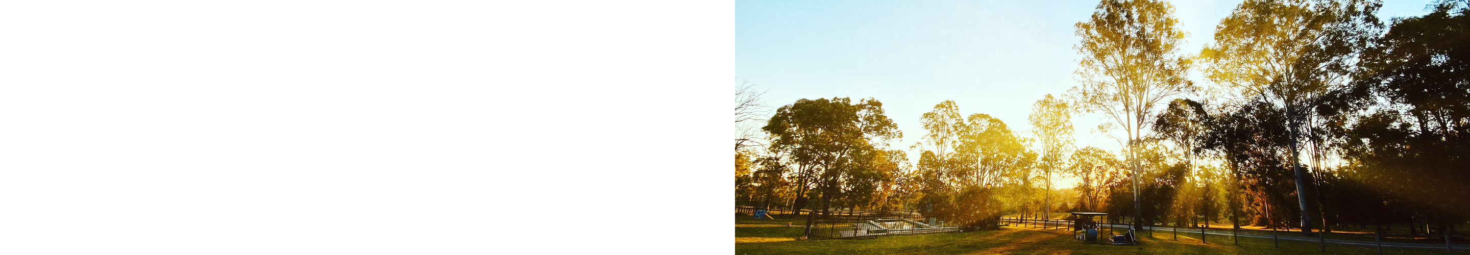 Sun shining through trees in a public park.