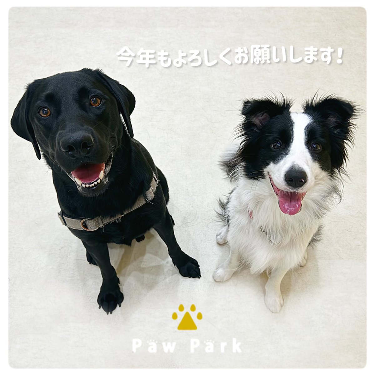 Images PawPark 犬のようちえん 高槻店
