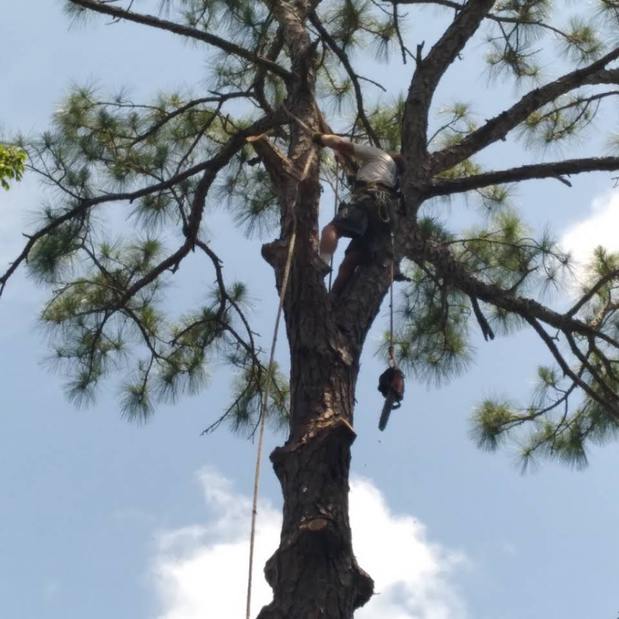 Images Don's Tree Service