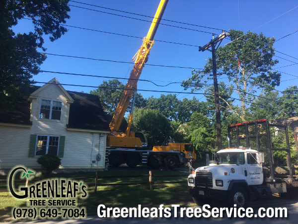 Greenleaf's Tree Service Photo