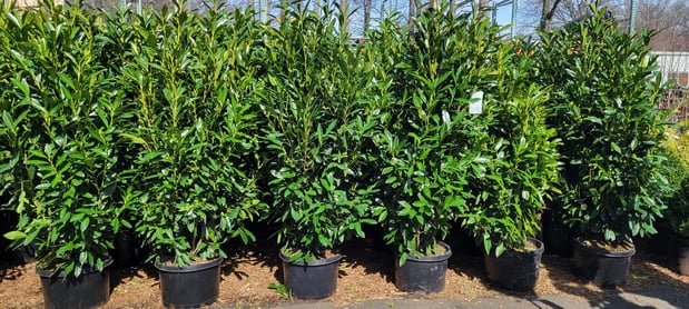 Images Victory Nursery & Landscaping Inc