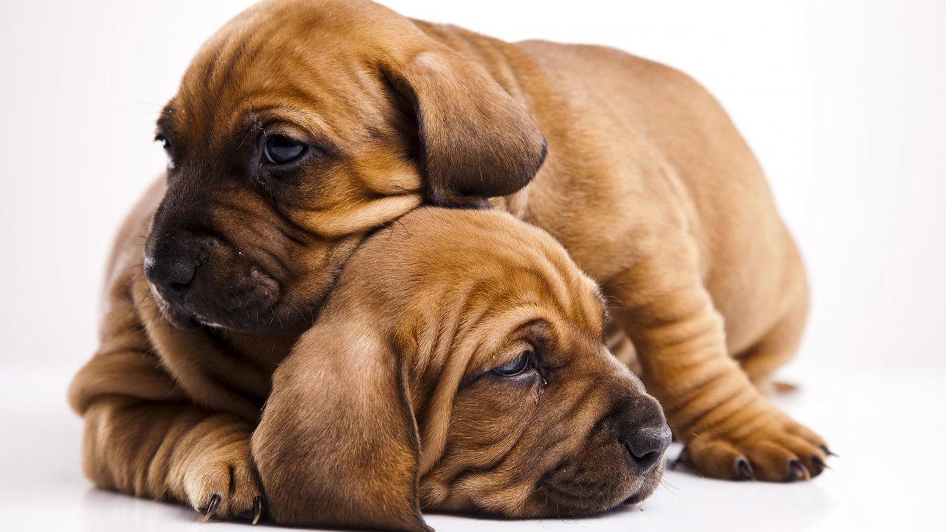 Images Dyrlæge Thomas Esper Larsen