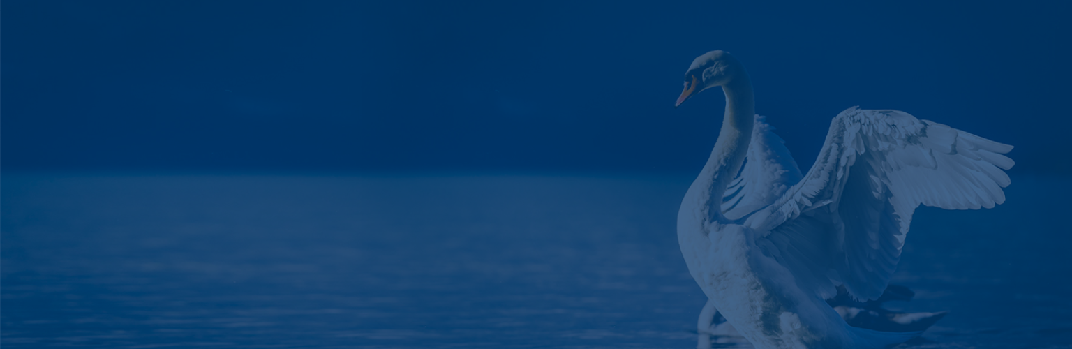 A swan with wide open wings, standing in shallow lake water.