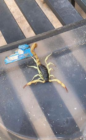 Images X Out Pest Services