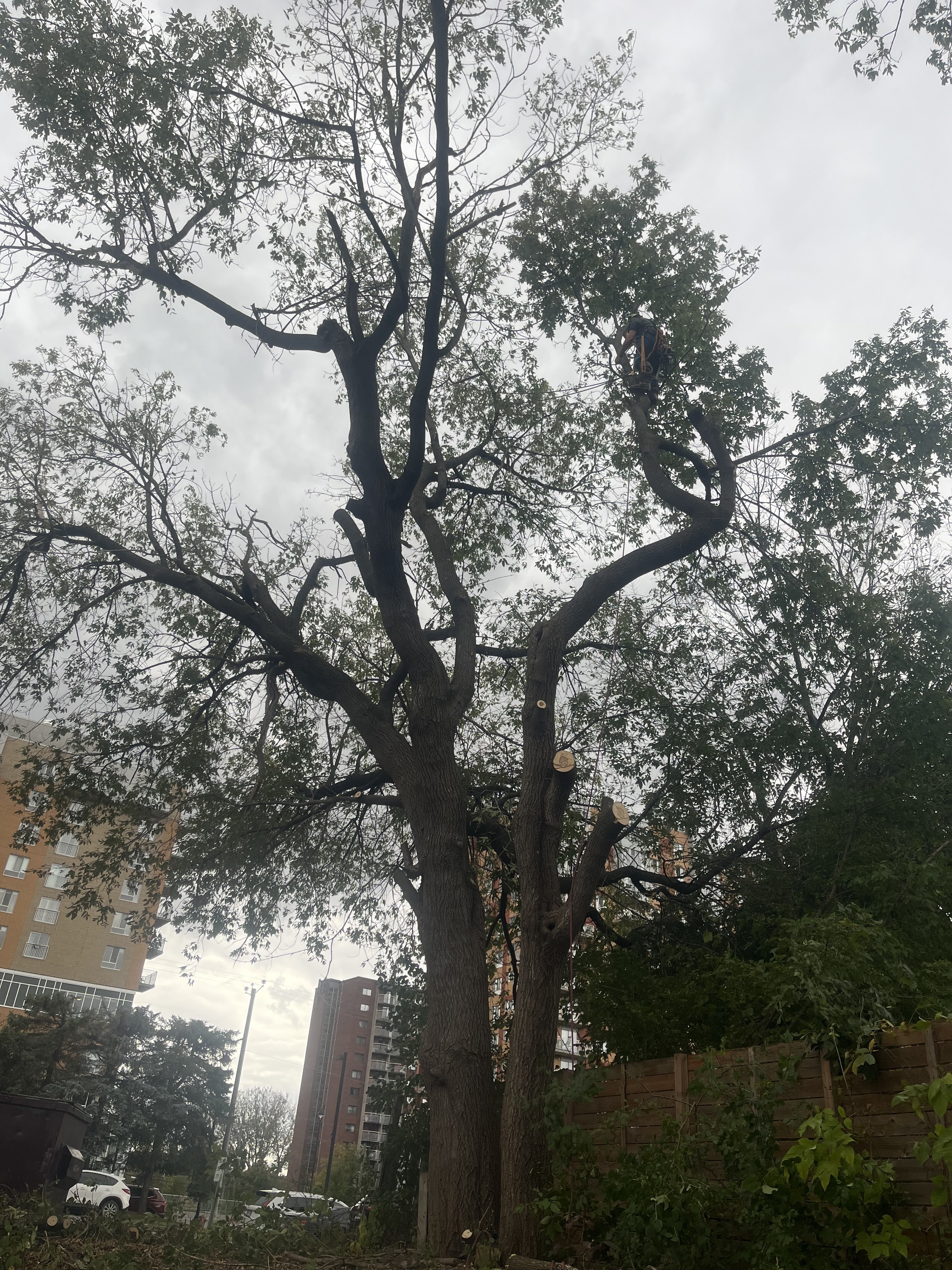 Images Élagage Frère d'Arbres