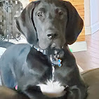 Images Dog Pawpa K9 Connection