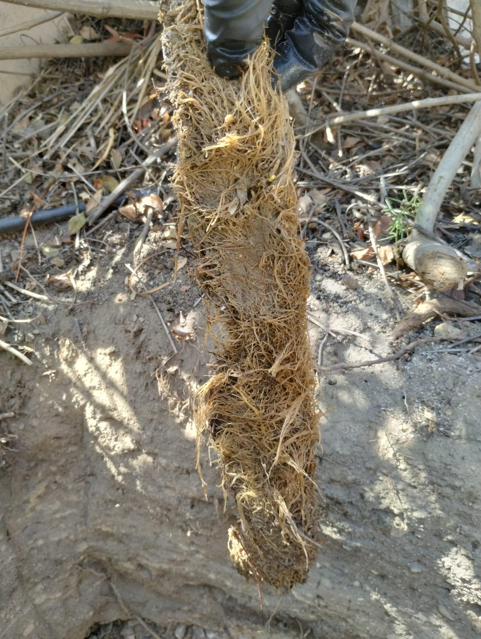 Team Rooter Plumbing - San Diego Image