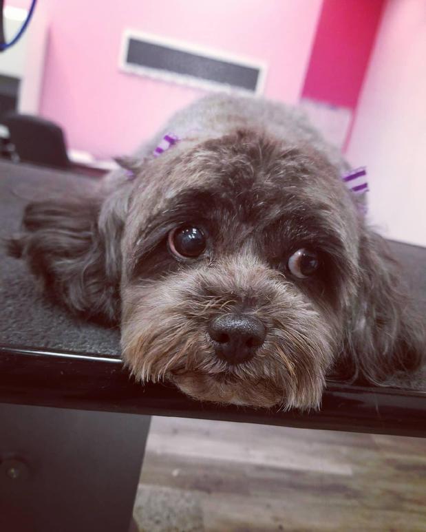 Images Woof Gang Bakery & Grooming Round Rock