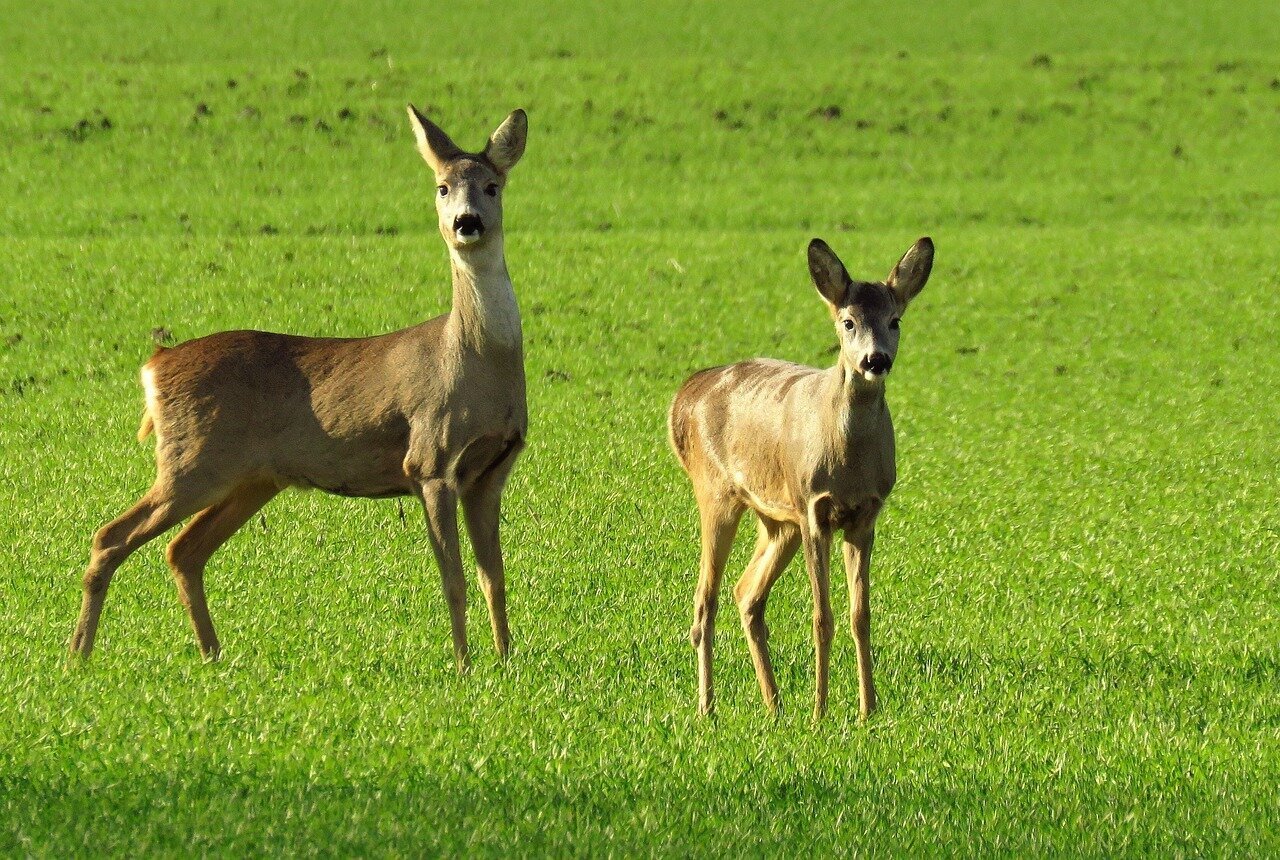 Images North Norfolk Deer Management