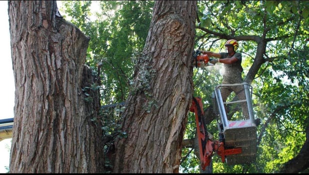 Images Tree Wise Men