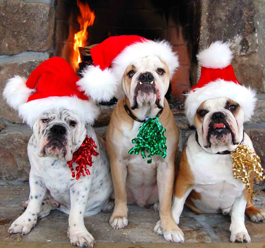 Images Atlantic Highlands Animal Hospital