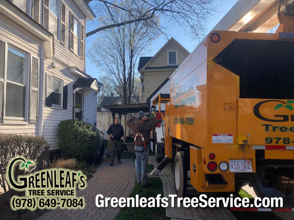 Greenleaf's Tree Service Photo