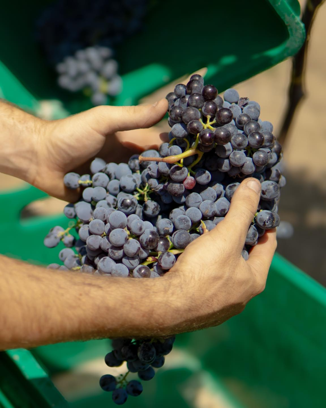 Images Cantine Terre Bianche Cappabianca