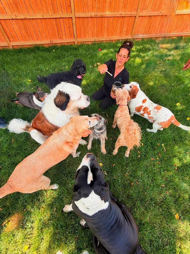 Doggy Day Care