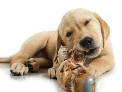 Freiburghaus, Animal Health Services, Schulstrasse 18 in Möhlin