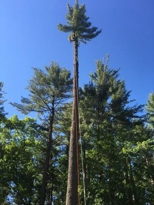 Trust our arborists for plant healthcare services.