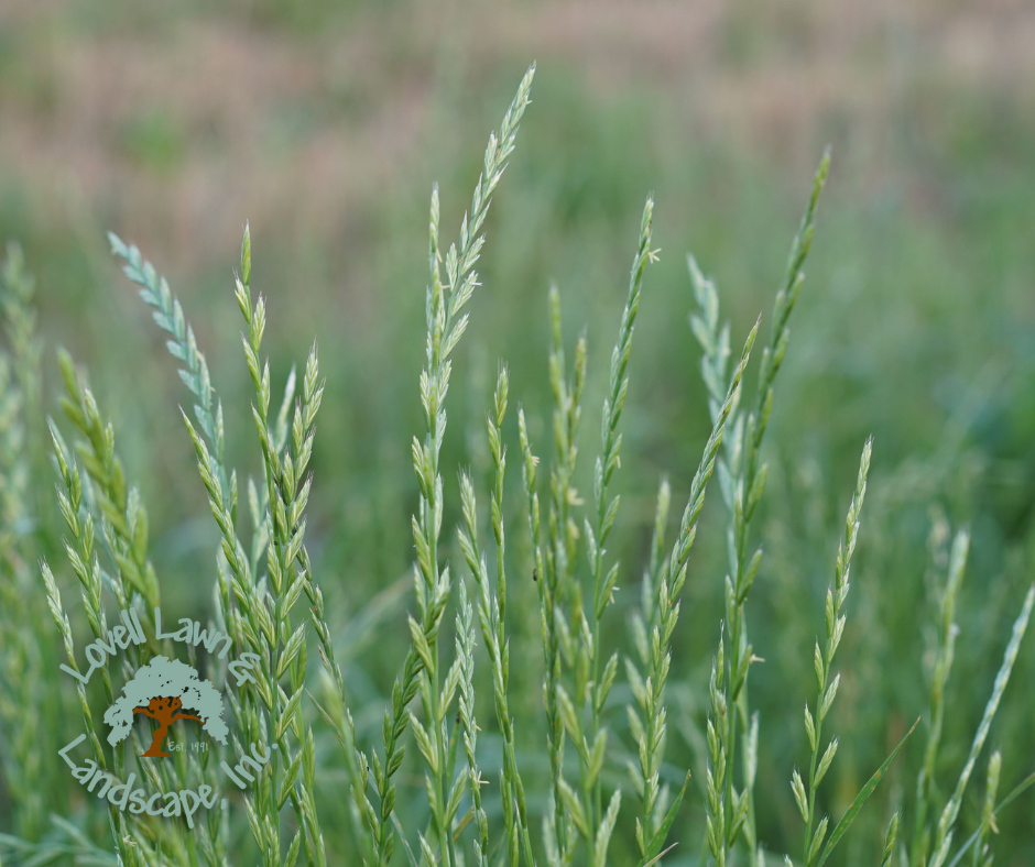 Lovell Lawn & Landscape Inc. Image