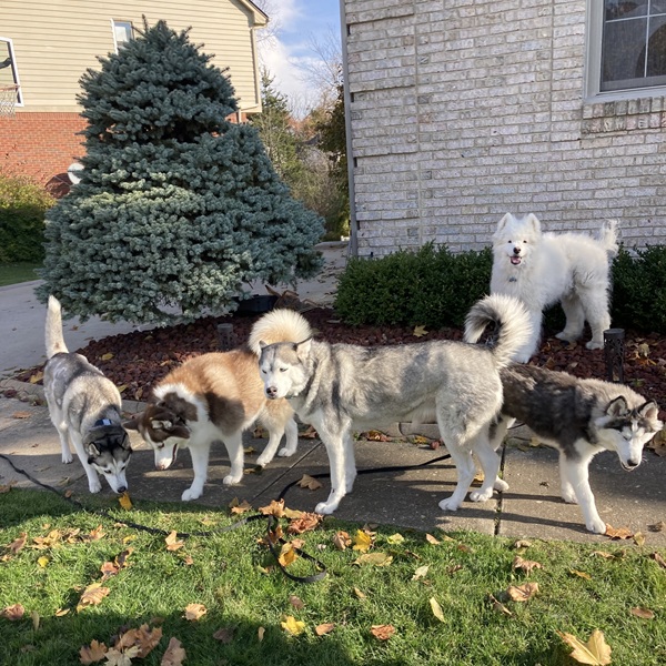 Dogs getting ready to learn Invisible Fence® in Greater Detroit, Michigan