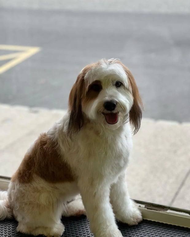 Images Pamper Your Pet II