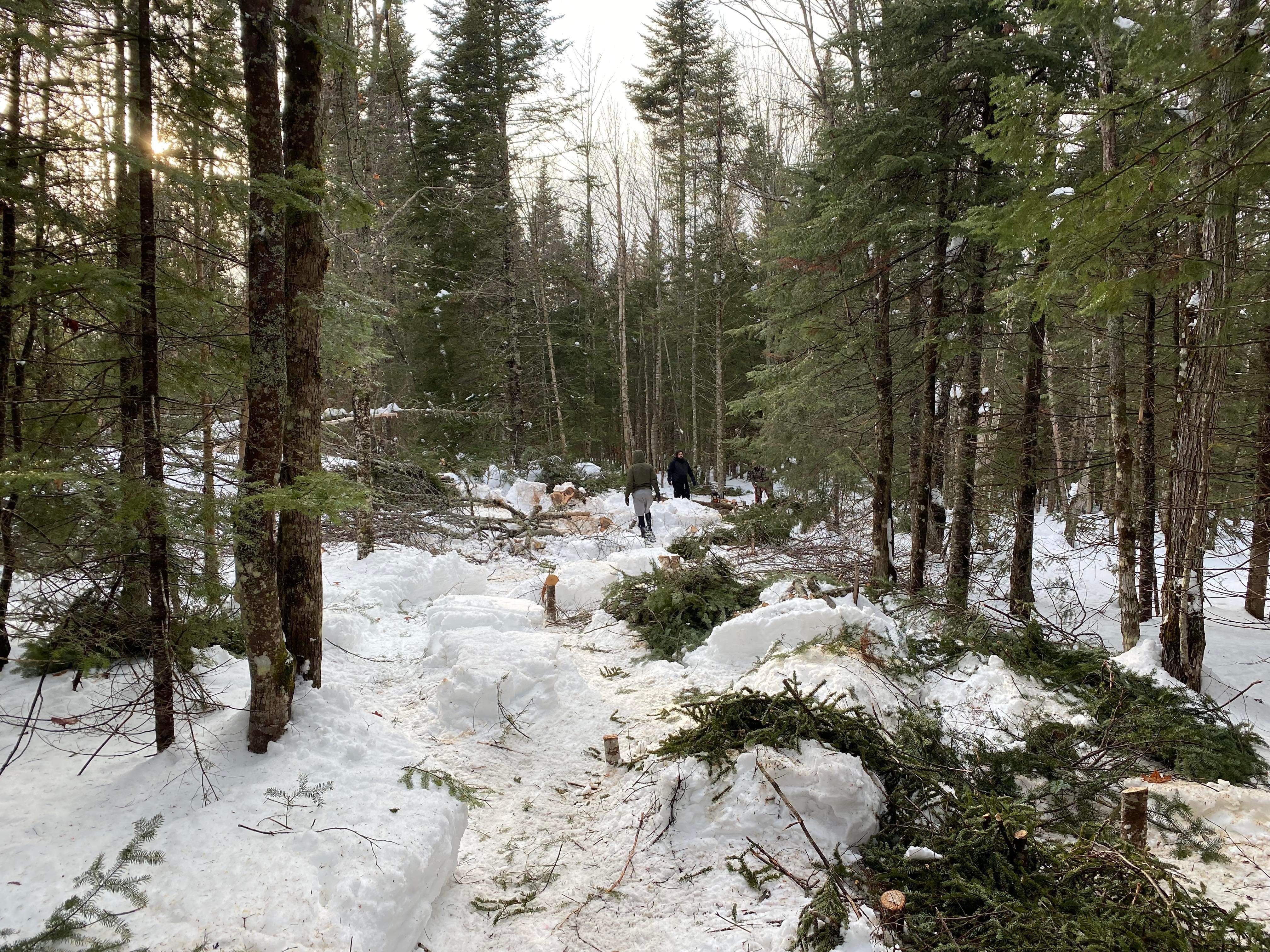 Images Altitude Abattage - Services d'arbres, Élagage, Émondage Eastman