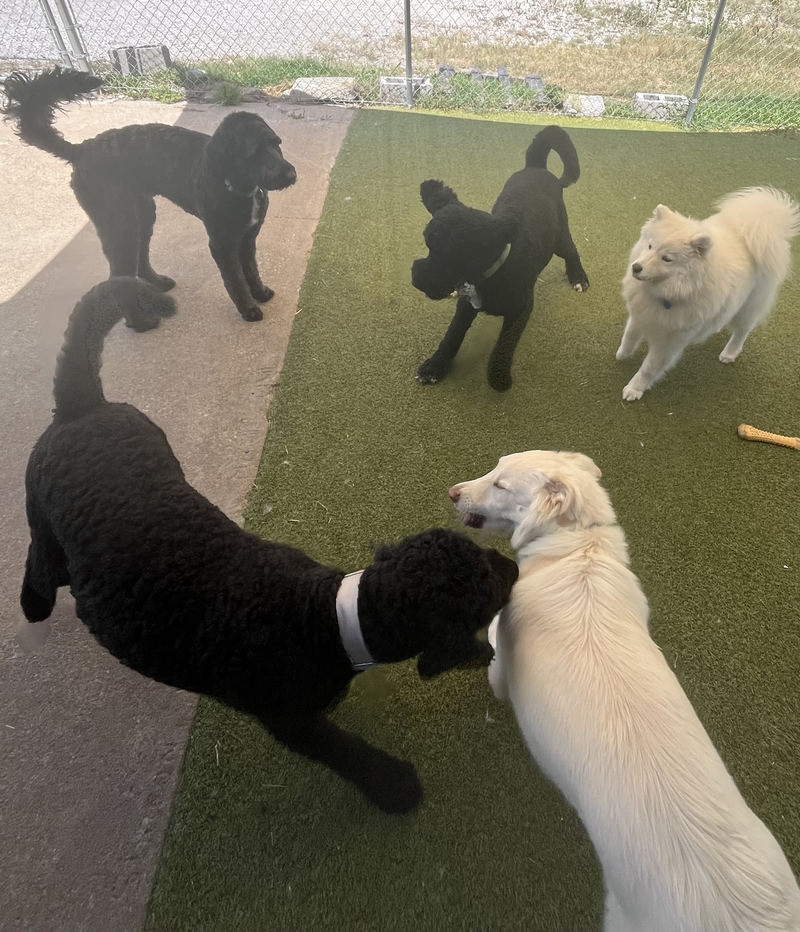 Several dogs engaging in playful interaction and supervised socialization in the outdoor daycare yar 