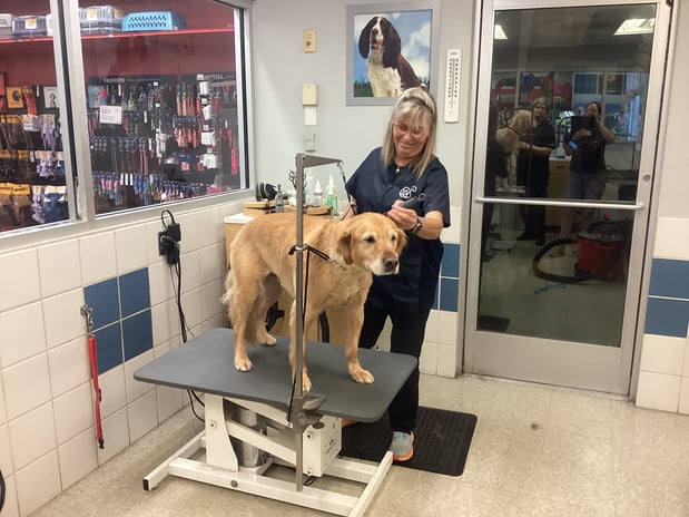 Images Petco Grooming