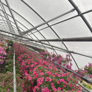 Fonseca's Farm & Greenhouses