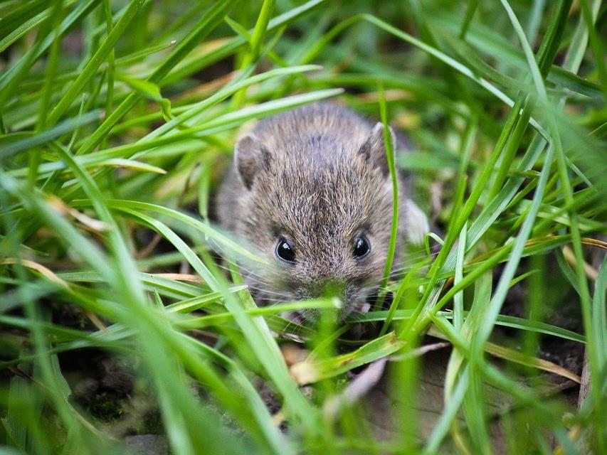 Facility Pest Control Photo