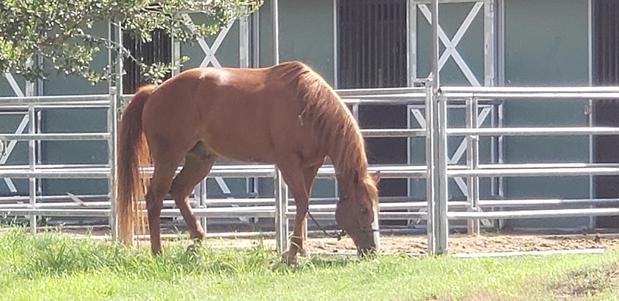 Images La Bota Ranch Equestrian Center
