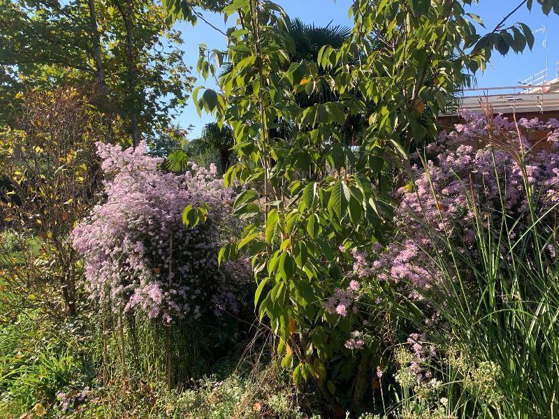 Images Gardening 9010
