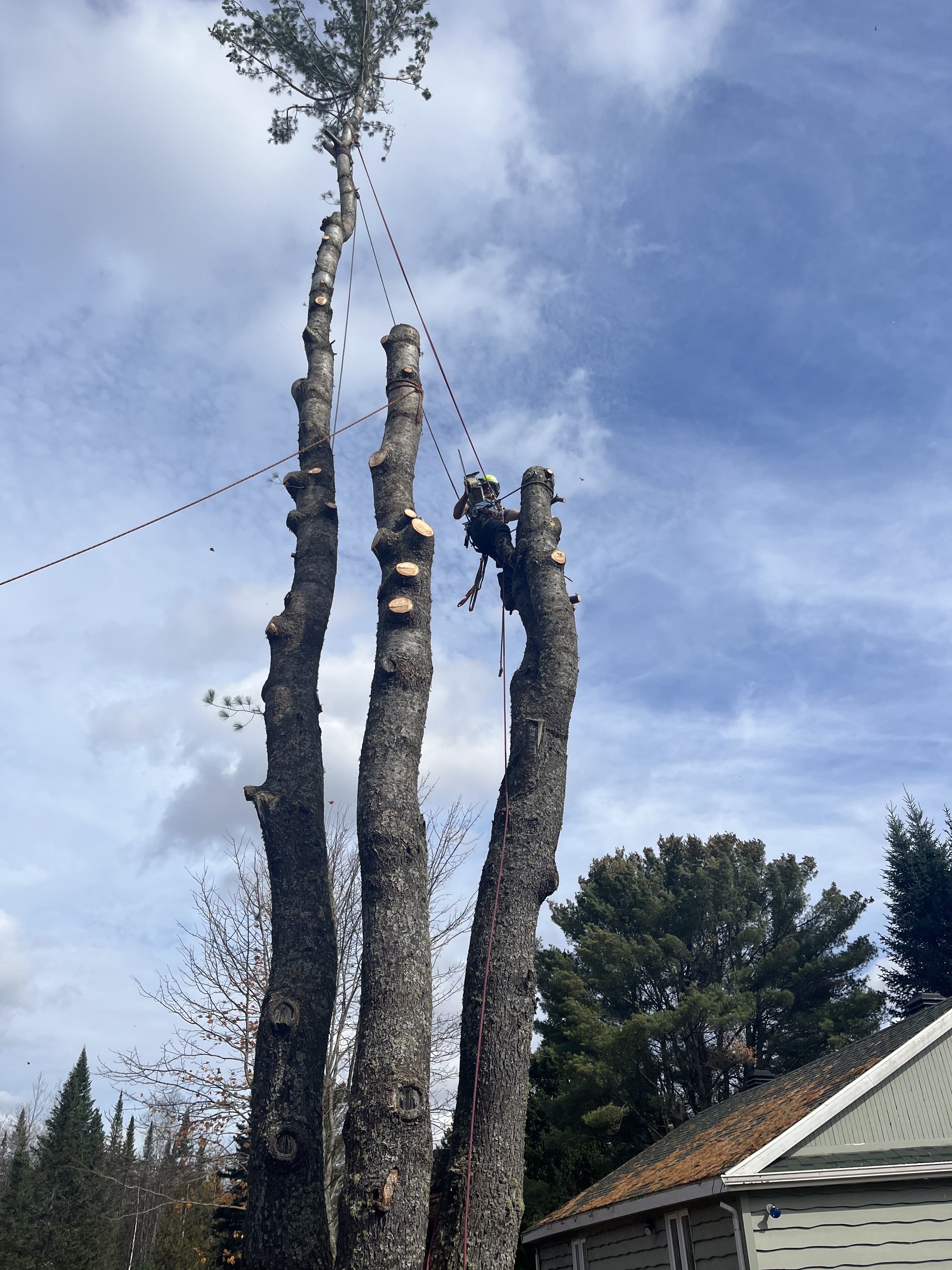 Images Élagage Frère d'Arbres
