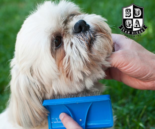 Images San Diego Grooming Academy