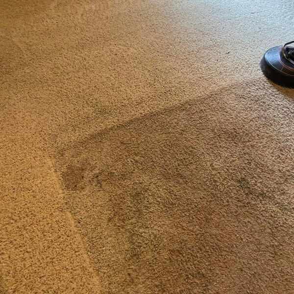 professional carpet cleaning