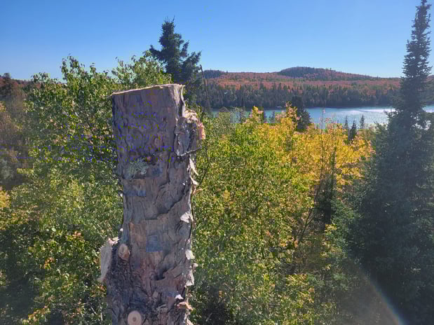 Images McMillan Tree Service