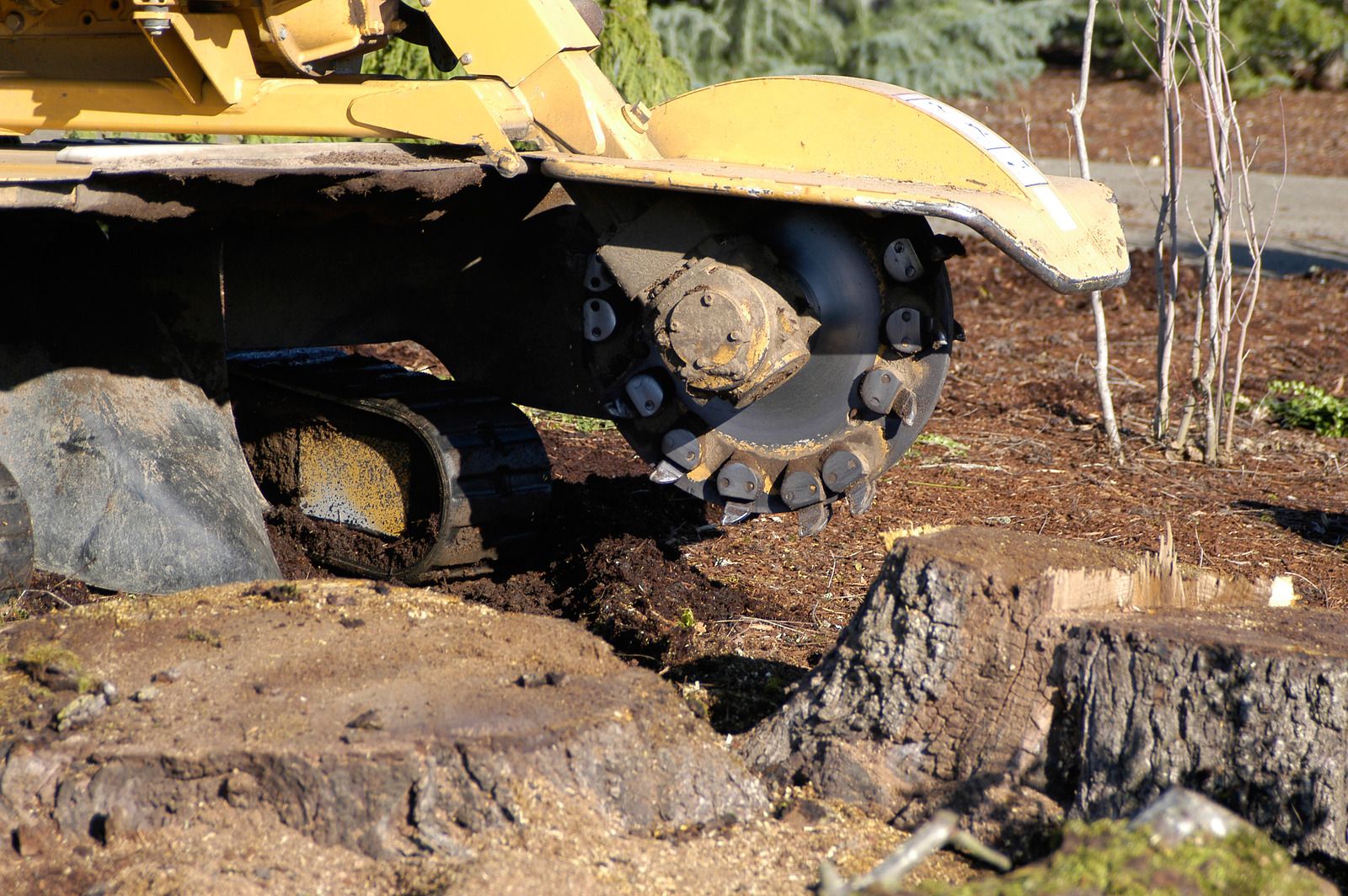 Close-up of stump grinding equipment cutting through a tree stump, showcasing powerful rotating blades designed for efficient wood removal. This process supports land clearing, landscaping improvements, and preparing surfaces for construction or outdoor development.