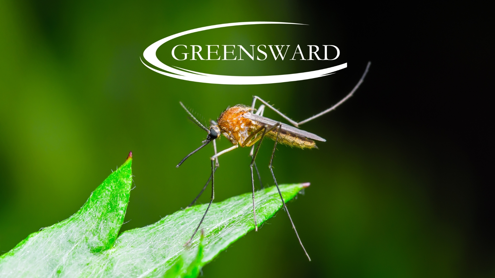 Treat your lawn for seasonal pests, such as mosquitos, so you can enjoy your outdoor spaces. Greensward uses state-of-the-art soil testing, turf grass science, and the latest golf course technology to grow green, healthy lawns for homeowners and property managers. Your lawn care programs are is strategically customized to meet the unique needs of your lawn and its ecosystem year round. Our methods are environmentally responsible and create sustainable, healthy lawn growth while treating for destructive pests and fungus. Ask about soil sampling, seasonal aeration, healthy lawn management, pest control, and more!