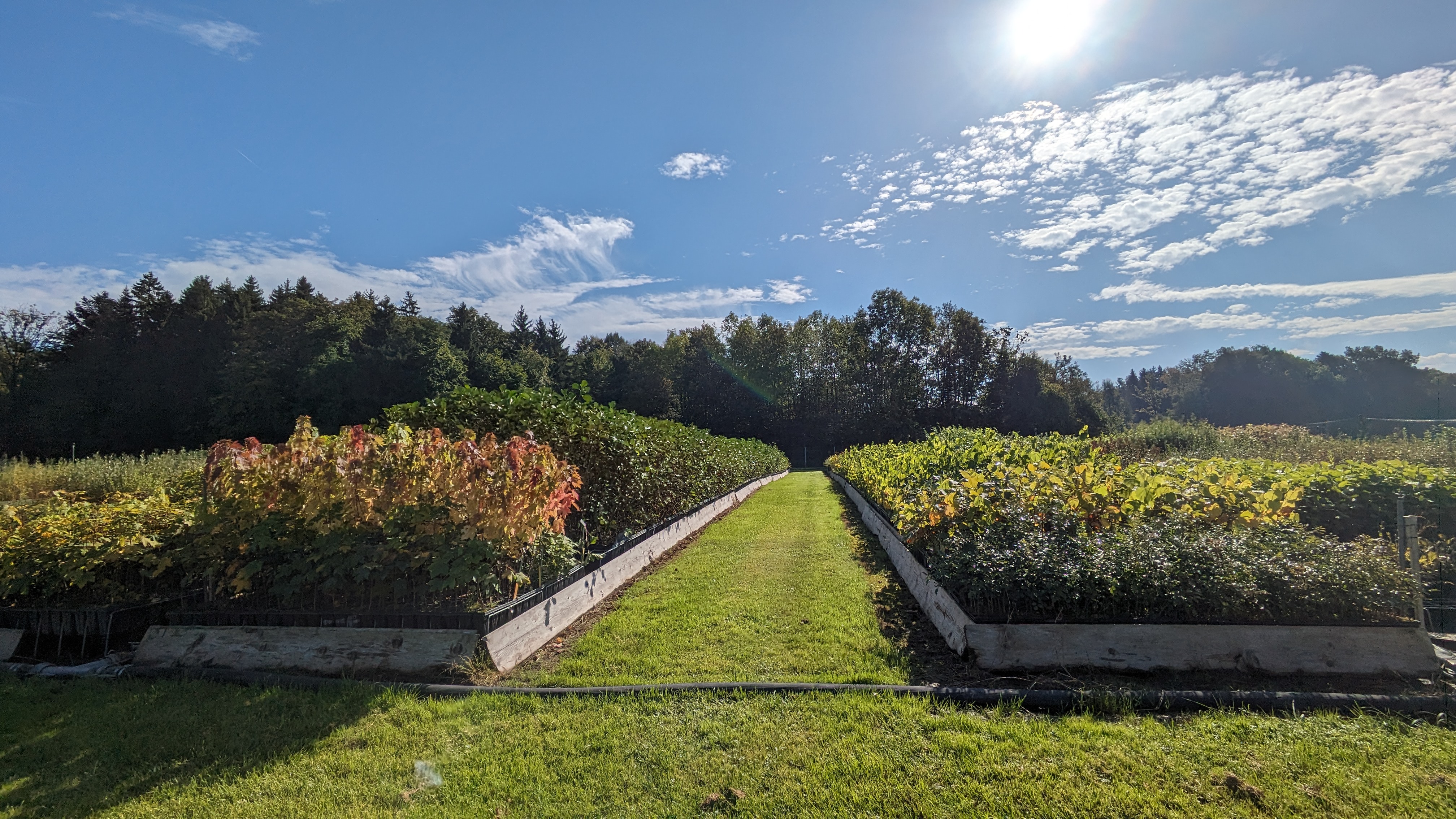 Emme Forstbaumschulen AG, Schachen 9 in Wiler b. Utzenstorf