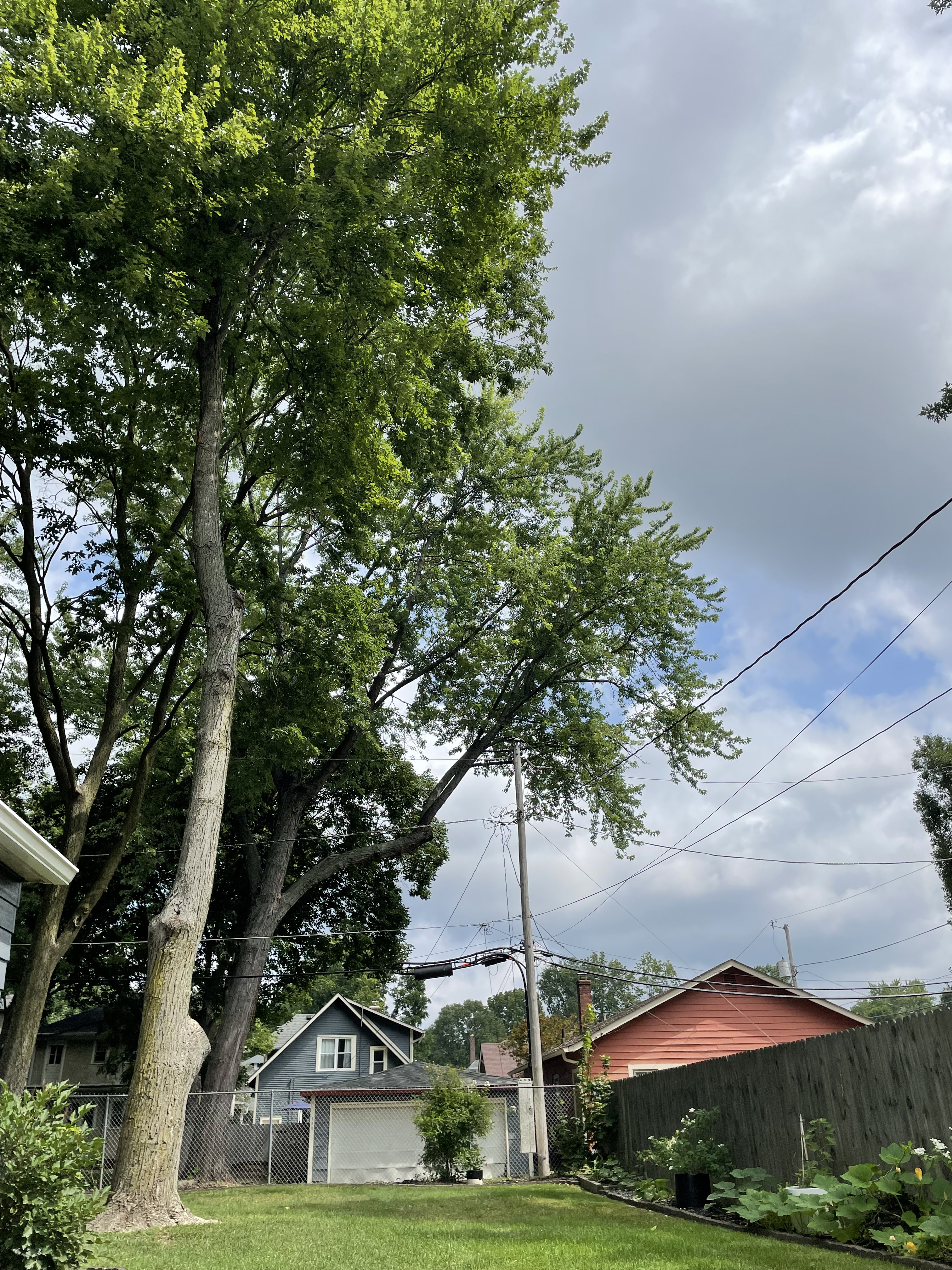 A Tree's Worth Tree Care LLC Image