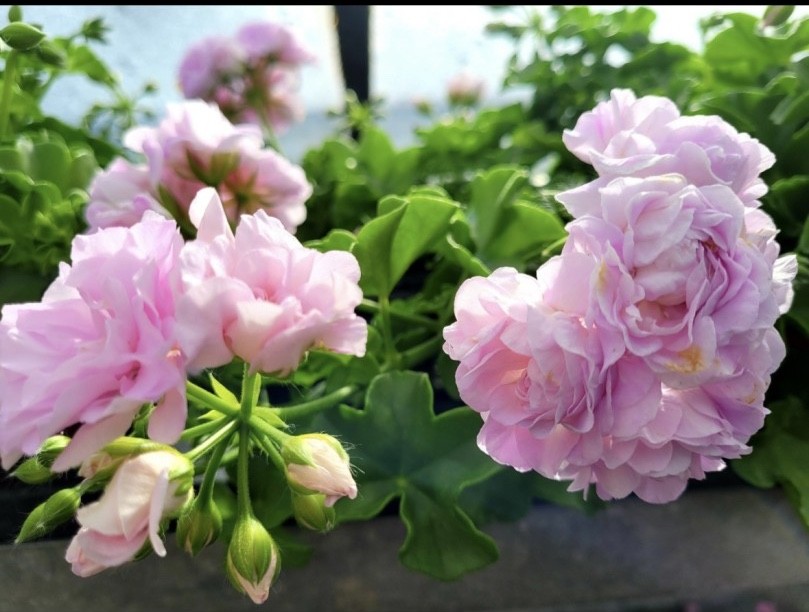 Bilder Blumen Grütter