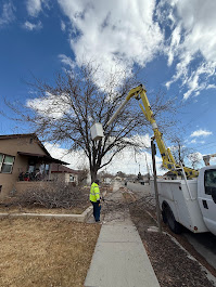 FILI Tree Expert & Landscaping LLC Image