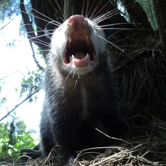 Florida opossum removal services for opossums in the attic