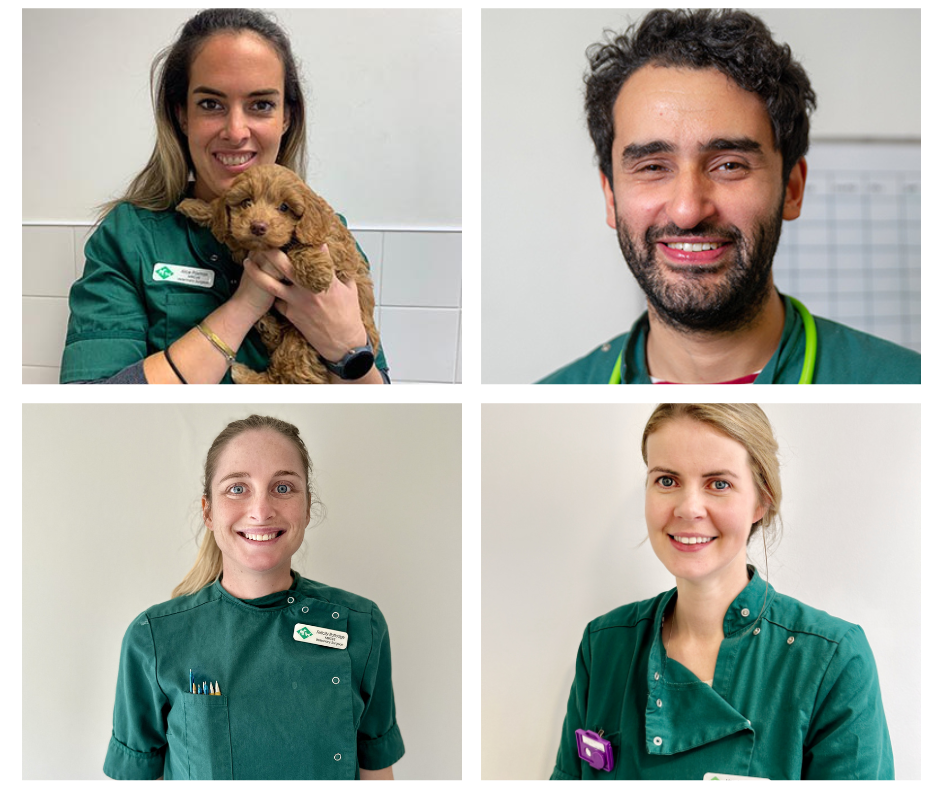 Images Streatham Hill Veterinary Surgery