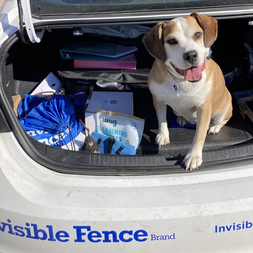 New Invisible Fence® dog trainee in Wayne County, IN