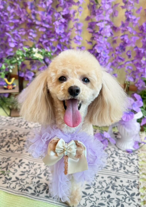Images dog salon buku2