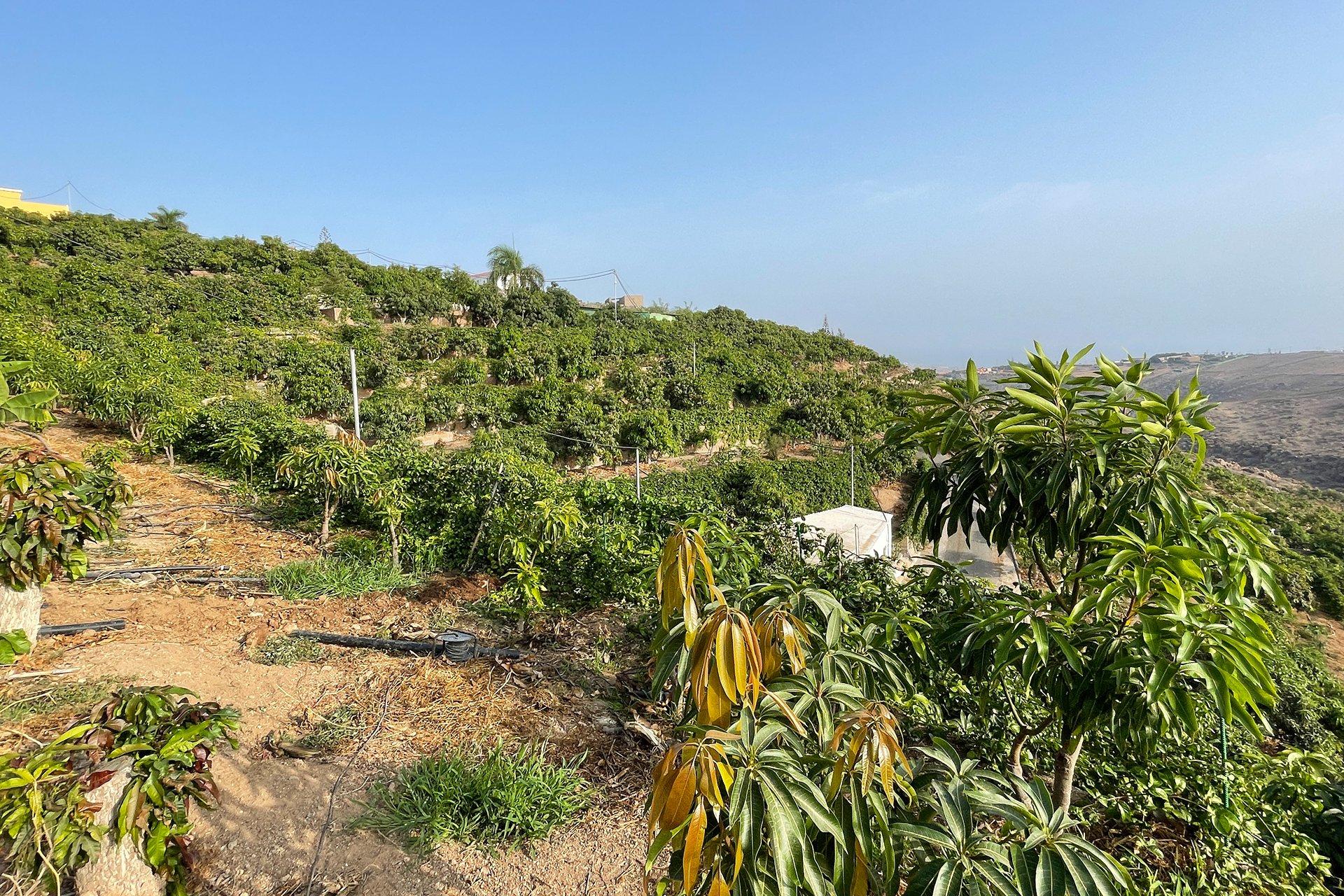 Images Finca Durian