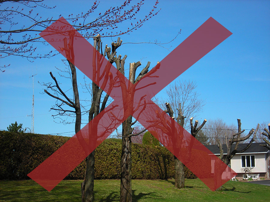 Images Canopée Service d'Arboriculture