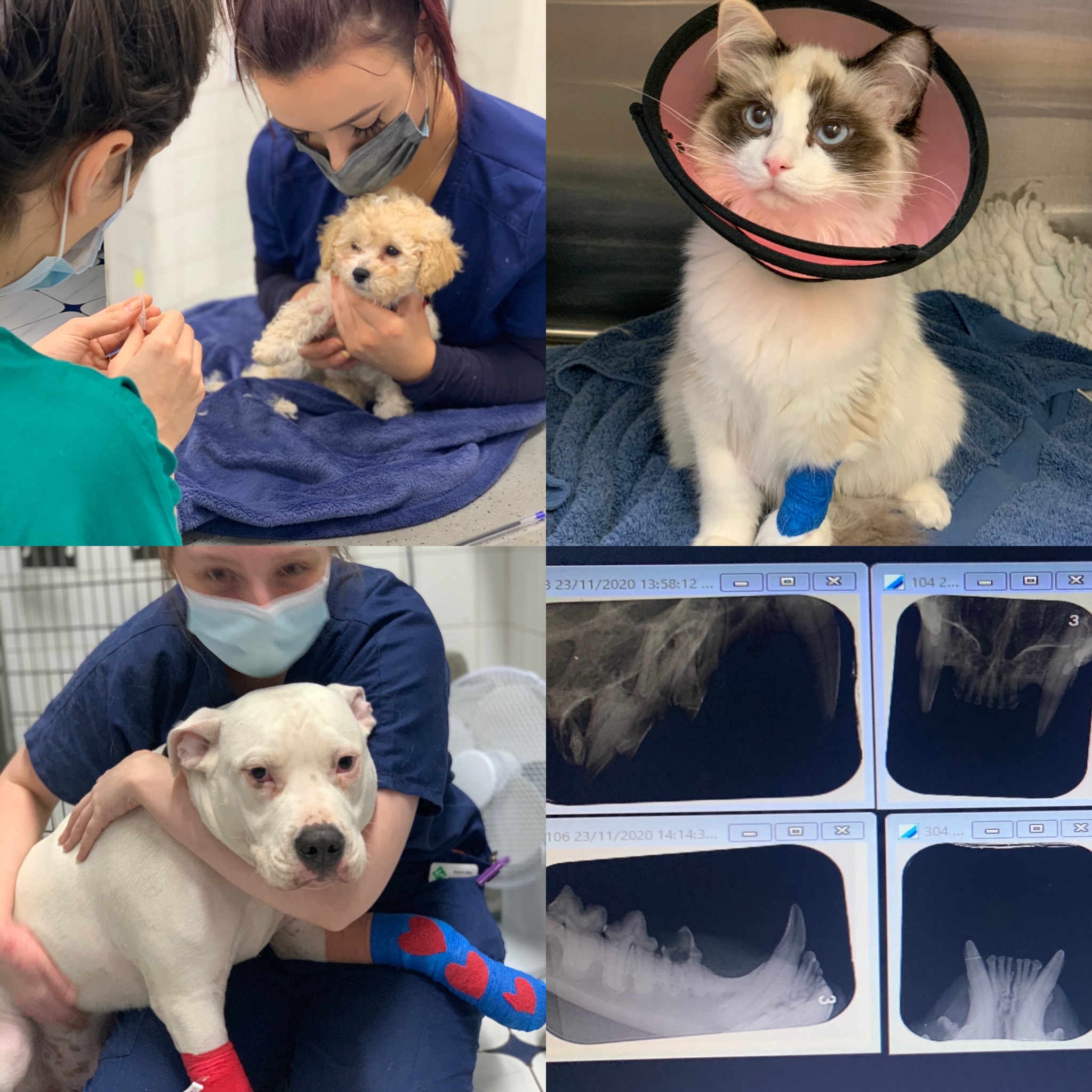 Images Streatham Hill Veterinary Surgery