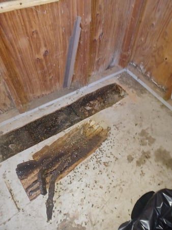 Images Bee Free Bee Removal