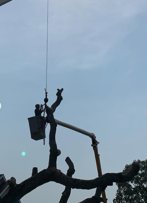 Images R.T. Davies Inc. Tree Experts