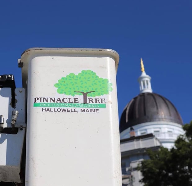 Images Pinnacle Tree Professional Arborists